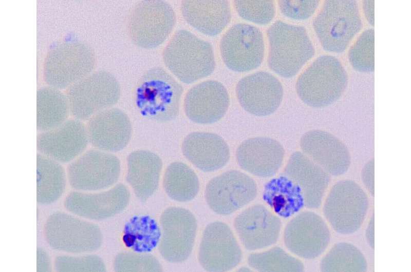 MMV malaria box phenotyped against plasmodium and toxoplasma