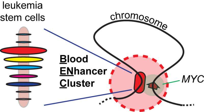 Modular gene enhancer promotes leukemia and regulates effectiveness of chemotherapy