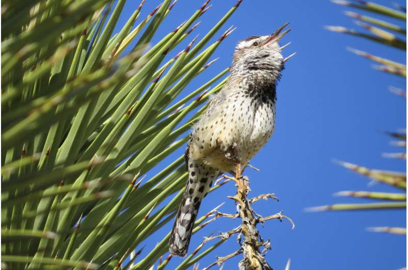 Mojave birds crashed over last century due to climate change