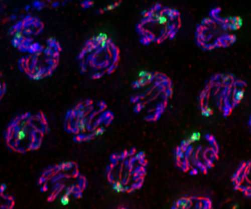 Molecular guardians monitor chromosomes during cell division