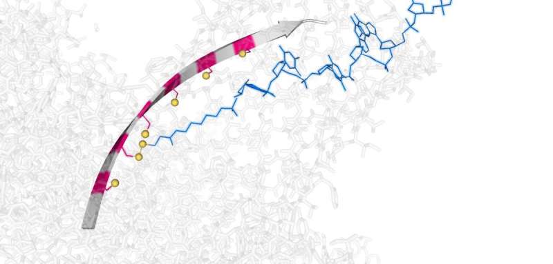 'Molecular hopper' small enough to move single DNA strands