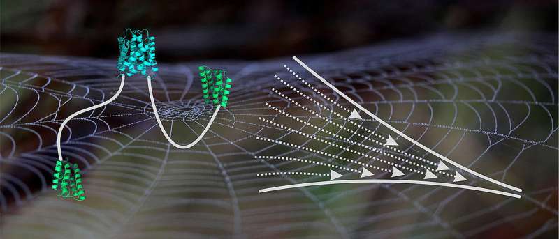 Molecular insights into spider silk