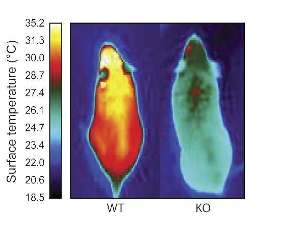 Molecule that gives energy-burning brown fat its identity could lead to drugs for obesity