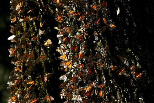 Monarch butterfly numbers off for 2nd year in Mexico