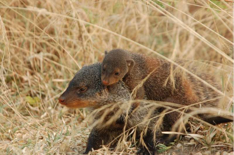 Mongooses inherit behavior from role models rather than parents
