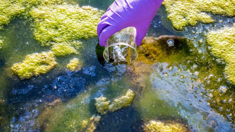 Monitoring alterations in the aquatic system by listening to microalgae communicating