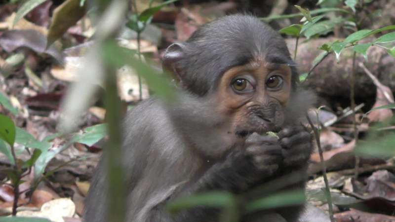 Monkeys benefit from the nut-cracking abilities of chimpanzees and hogs