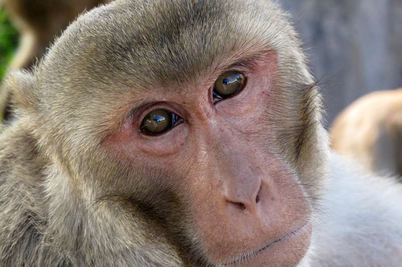 Monkey studies reveal possible origin of human speech