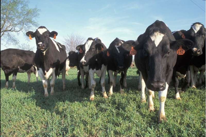 More accurate estimates of methane emissions from dairy cattle developed
