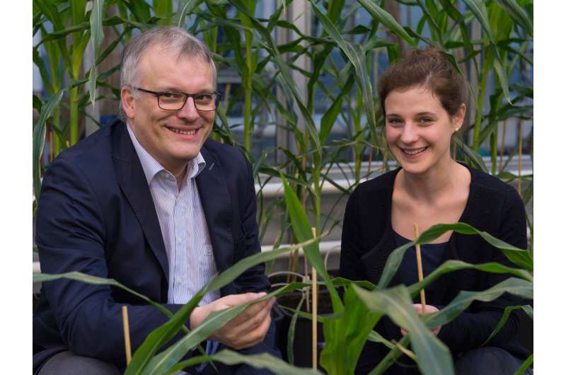 More genes are active in high-performance maize