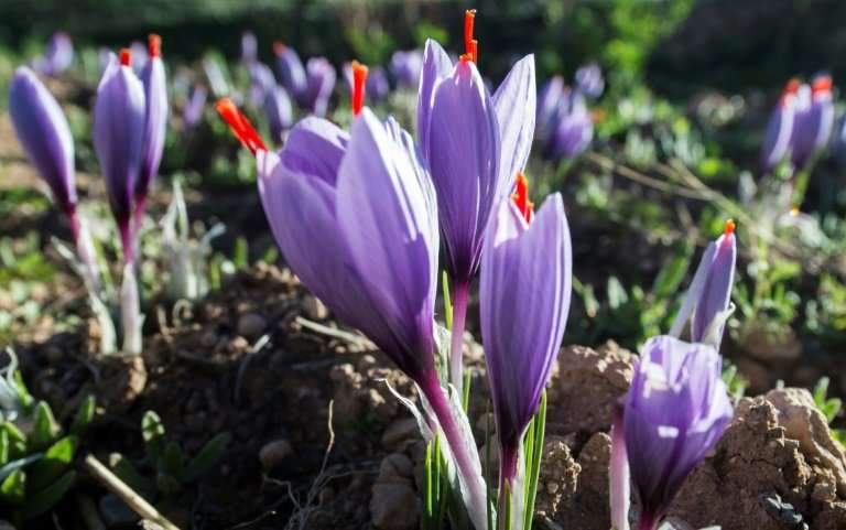 Morocco is the world's fourth largest producer of saffron, behind Iran, India and Greece, according to FranceAgriMer, France's s