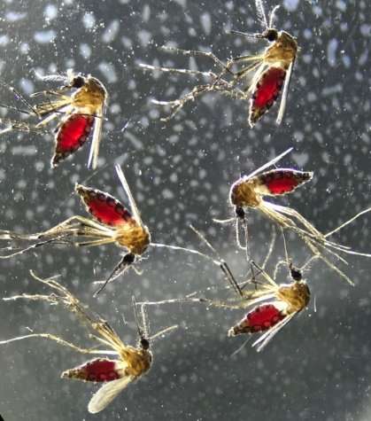Mosquito spit may affect your immune system for days