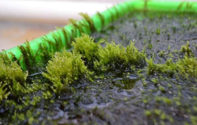 Moss capable of removing arsenic from drinking water discovered