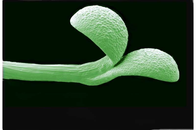 Mother knows best -- how plants help offspring by passing on seasonal clues