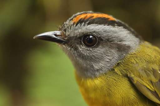 Mountain birds on 'escalator to extinction' as planet warms