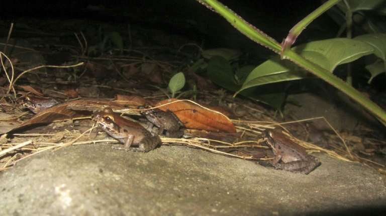 Mountain chicken frogs, a national emblem and an endangered species, in a forest near Roseau on the Caribbean island of Dominica