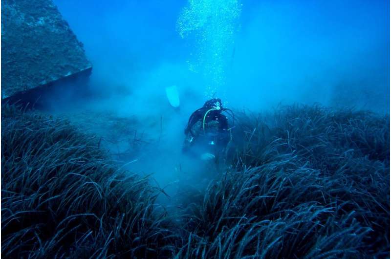 Moving fish farms enables seagrass meadows to thrive, study shows