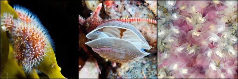 MSU biliogists: Bryozoans, brachiopods, and phoronida originate from the common ancestor