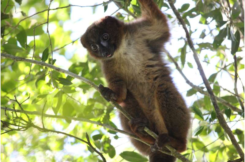 MSU technology and app could help endangered primates, slow illegal trafficking