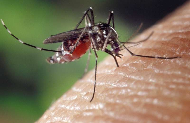 Multidrug resistant genetic factors in malaria parasites