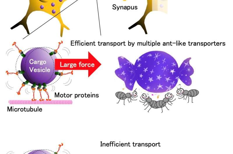 Multiple ant-like transport of neuronal cargo by motor proteins