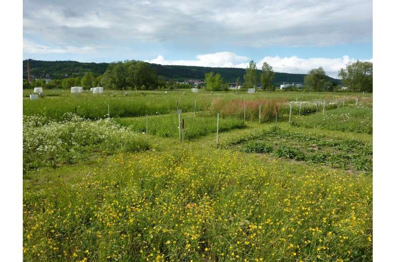 Multiple facets of biodiversity reduce variability of grassland biomass production
