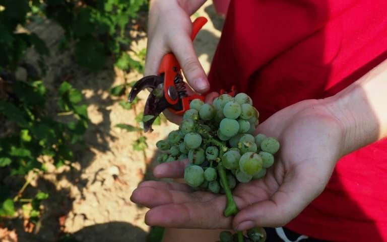Muscat grapes picked during the season's first harvest at a vineyard in Fitou earlier this month
