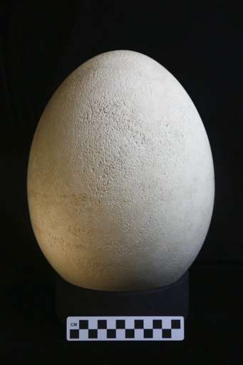 Museum realizes collection's rare elephant bird egg is real