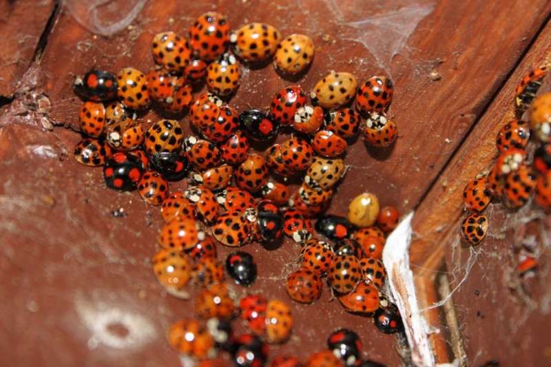 Mythbusting the story of the STI-carrying cannibal ladybirds