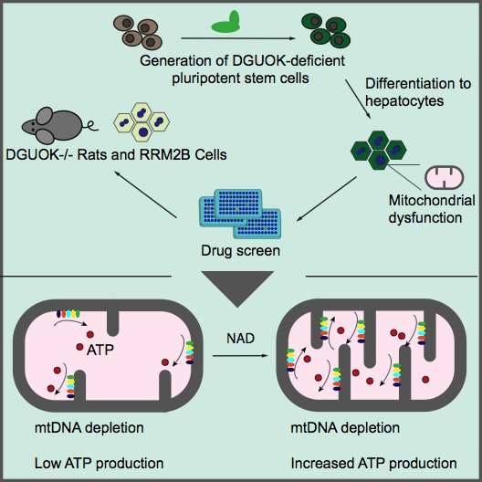 NAD can restore mitochondrial function and energy production in MTDPS liver-like cells