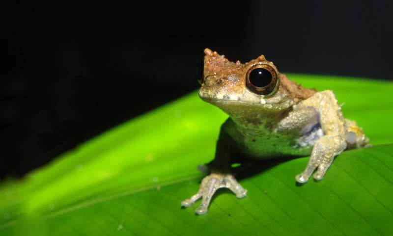Named after Stanley Kubrick, a new species of frog is a 'clockwork orange' of nature