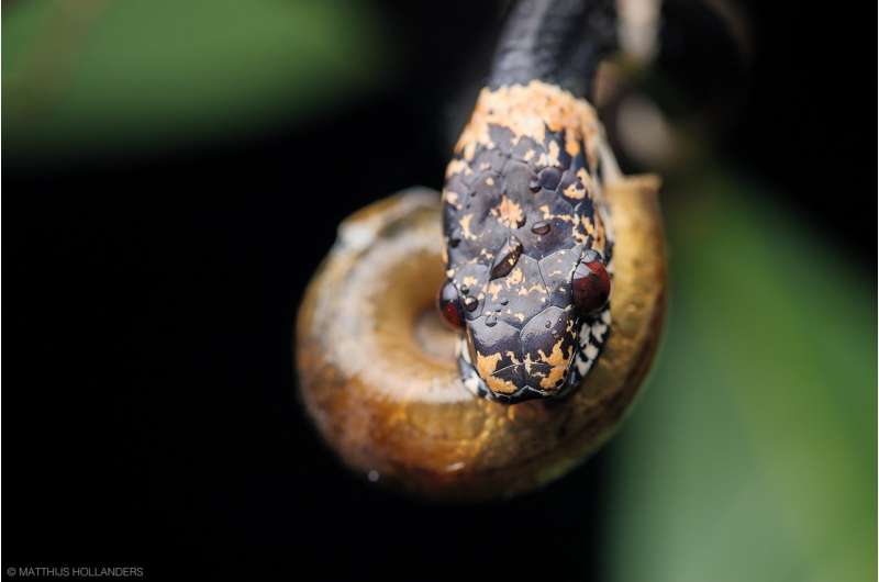 Naming rights for five new snail-sucking snake species auctioned to save forests in Ecuador
