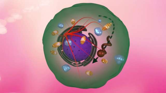 Nanomotor guided inside a living cell using a magnetic field