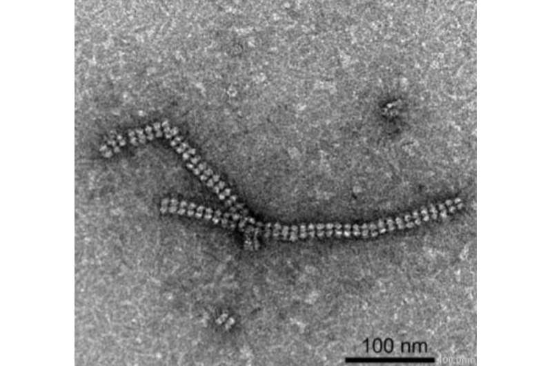 Nanotubes built from protein crystals: Breakthrough in biomolecular engineering