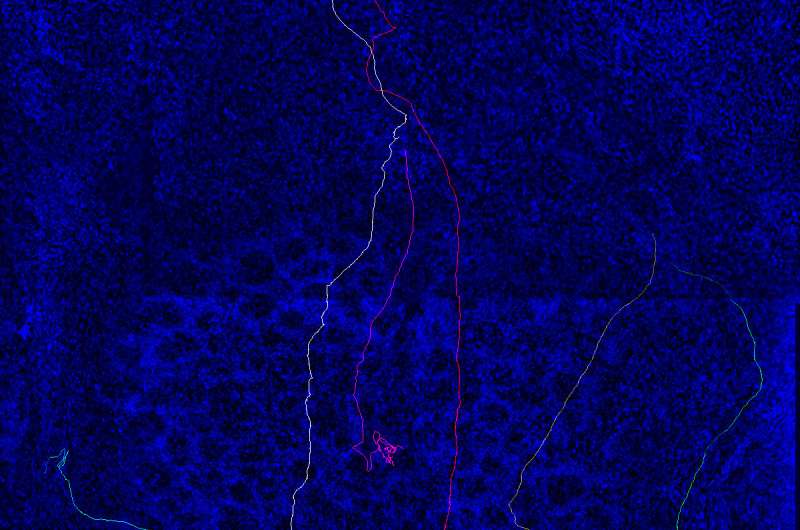 'Navigator' neurons play critical role in sense of smell