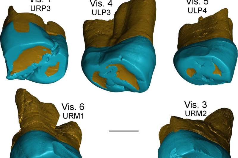 Neanderthal-like features in 450,000-year-old fossil teeth from the Italian Peninsula