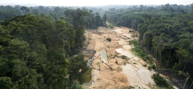 Nearly 20 percent of the Amazon rainforest, the world's largest, has disappeared in five decades