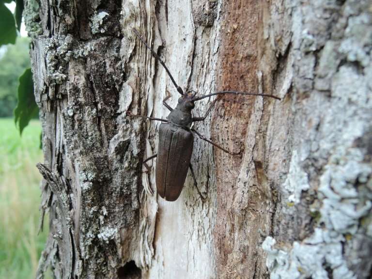 Nearly a fifth of Europe's wood-dependent beetles could disappear if remaining old-growth trees are not allowed to decline natur