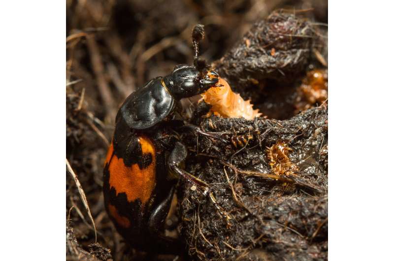 Neglected baby beetles evolve greater self-reliance