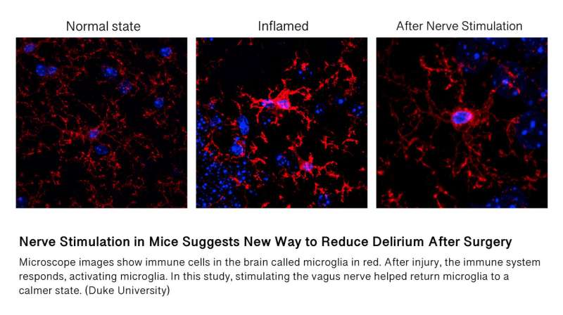 Nerve stimulation in mice suggests new way to reduce delirium after surgery
