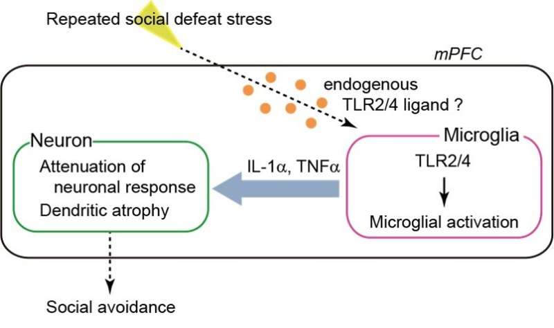 Neural inflammation plays critical role in stress-induced depression