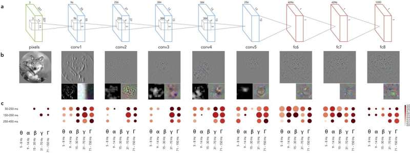 Neural net activations are aligned with gamma band activity of the human visual cortex