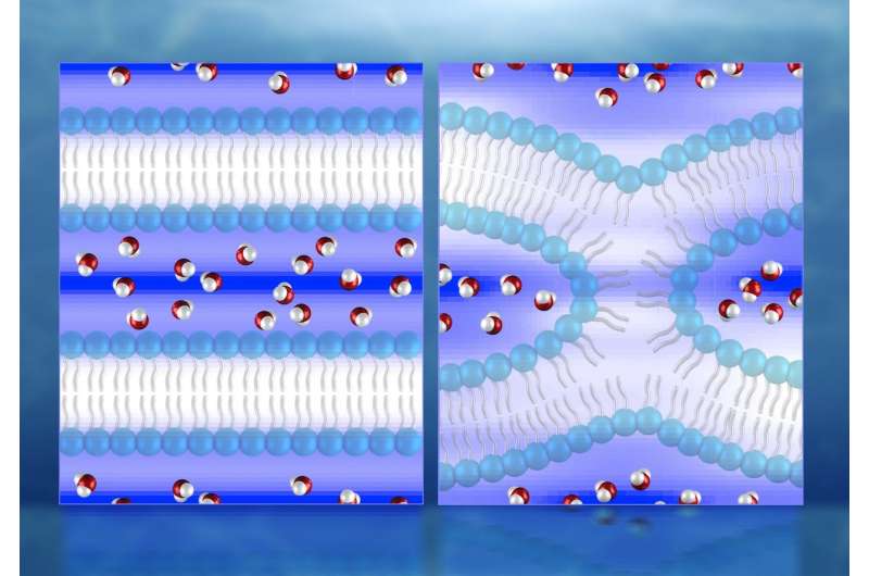 Neutrons produce first direct 3D maps of water during cell membrane fusion