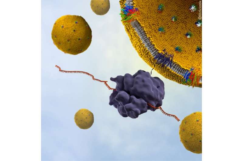 Neutrons reveal hidden secrets of the hepatitis C virus