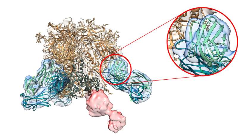 New antibody analysis accelerates rational vaccine design