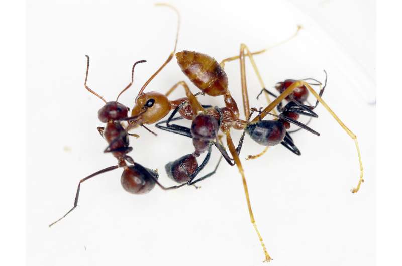 New ant species from Borneo explodes to defend its colony