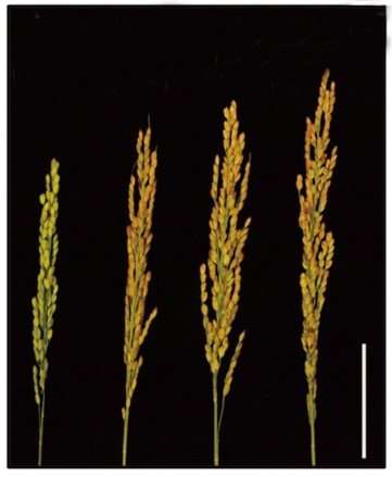 New approach to improve nitrogen use, enhance yield, and promote flowering in rice