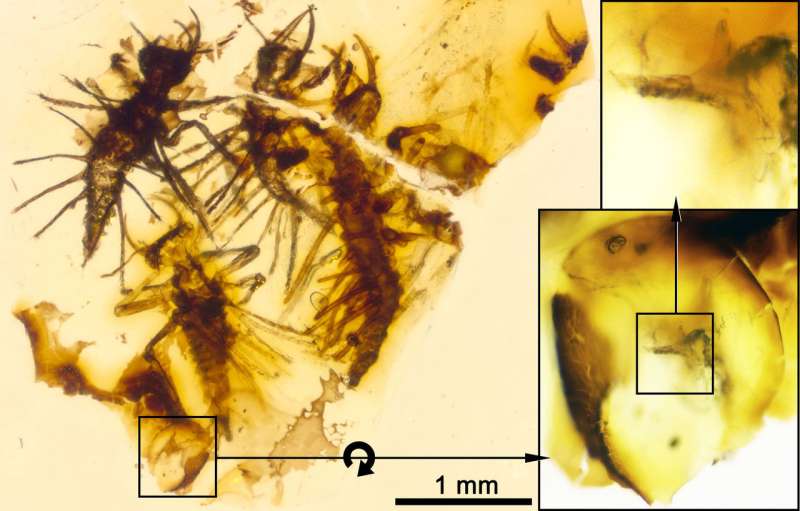 Newborn insects trapped in amber show first evidence of how to crack an egg