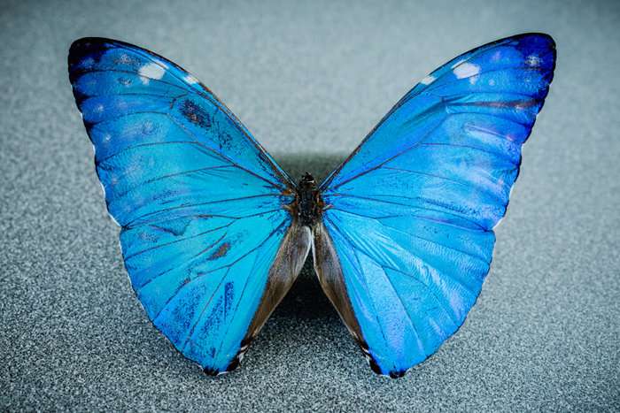 New camera gives surgeons a butterfly's-eye view of cancer