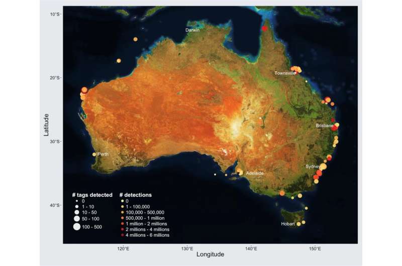 New continental-scale data from Australian marine tracking system maps a decade of widespread movements of our iconic sea specie